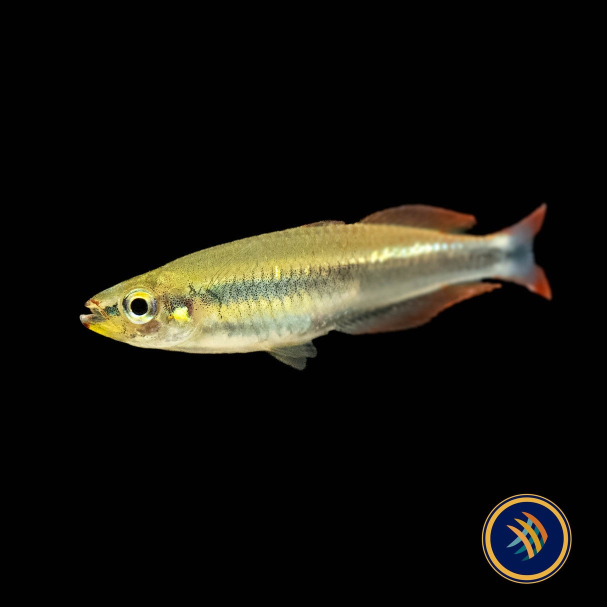 Madagascar Rainbowfish (Bedotia madagascariensis) 3cm | Rainbowfish Killifish & Danios | Largest Tropical Fish Selection at Your Local Fish Store