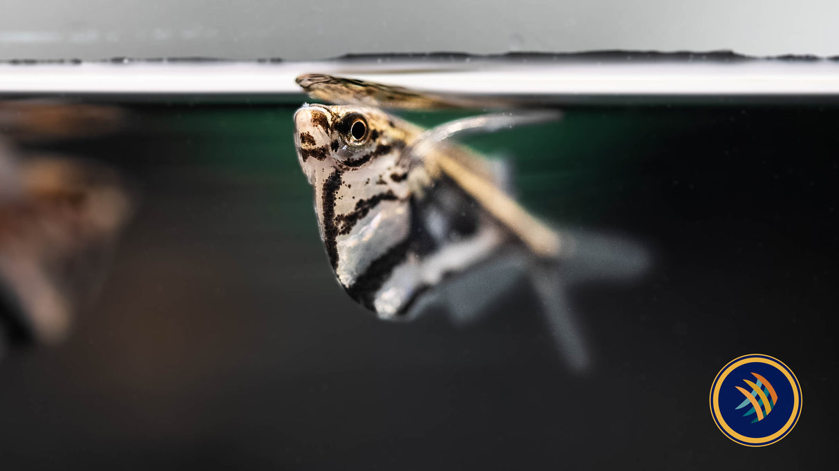 Marble Hatchet Fish (Carnegiella strigata) Large /X -Large (Aquarium Glaser) | Other Livestock | Largest Tropical Fish Selection at Your Local Fish Store