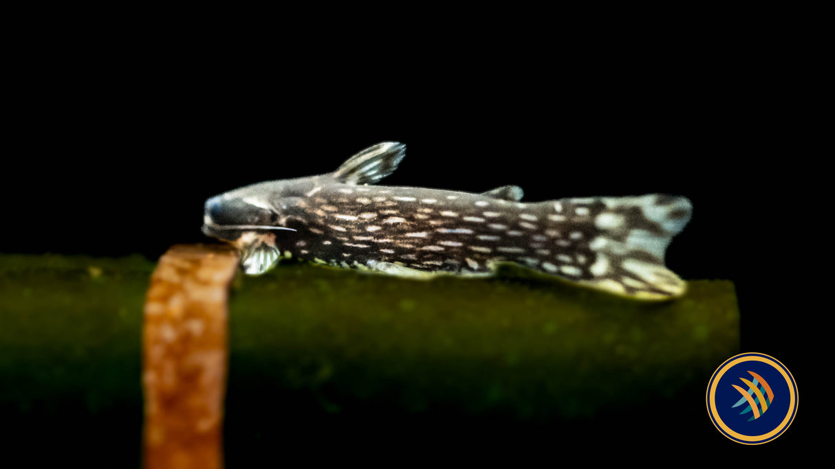 Milky Way Wood Catfish (Tatia galaxias) 3-4cm Aquarium Glaser | Catfish Loaches & Plecos | Largest Tropical Fish Selection at Your Local Fish Store