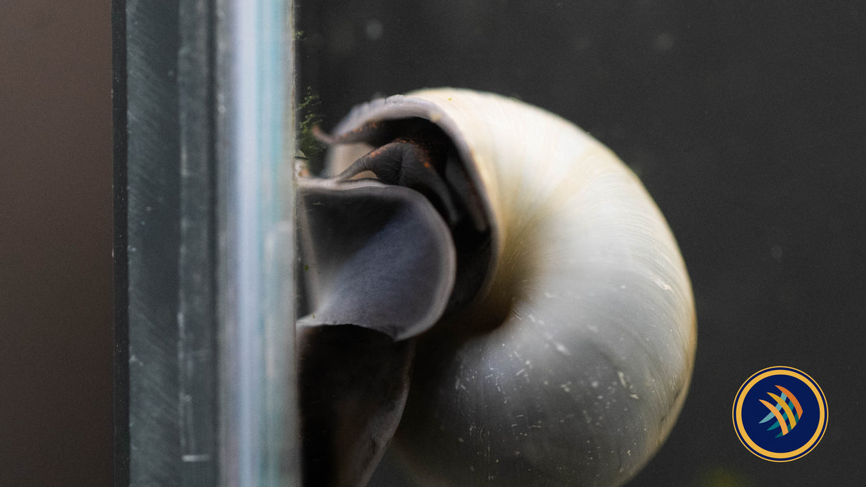 Mystery Snails | Snails Shrimp Crayfish Crabs | Largest Tropical Fish Selection at Your Local Fish Store