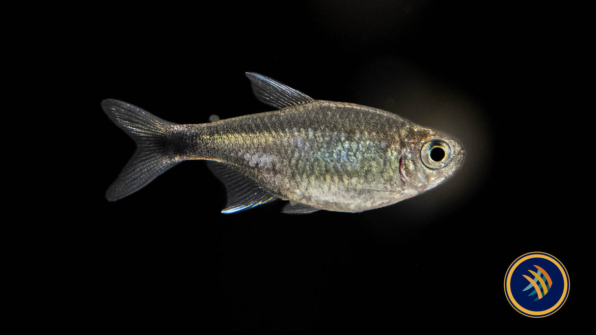 Nego Dagua Tetra (Hyphessobrycon Negodagua) Locally Bred | Tetras Rasboras & Pencilfish | Largest Tropical Fish Selection at Your Local Fish Store