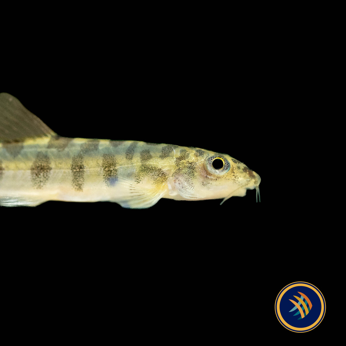 Nemacheilus corica (Wild) 3-5cm Aquarium Glaser | Catfish Loaches & Plecos | Largest Tropical Fish Selection at Your Local Fish Store