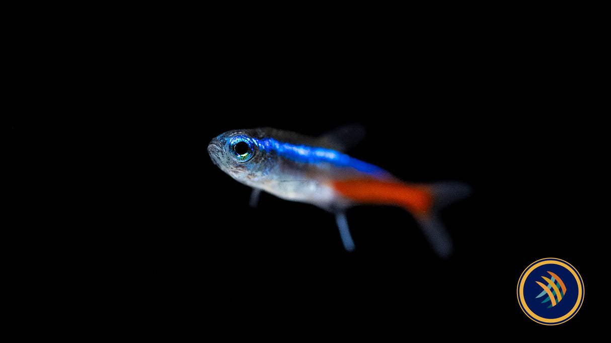 Neon Tetra (Paracheirodon innesi) 2.3-2.8cm | Tetras Rasboras & Pencilfish | Largest Tropical Fish Selection at Your Local Fish Store