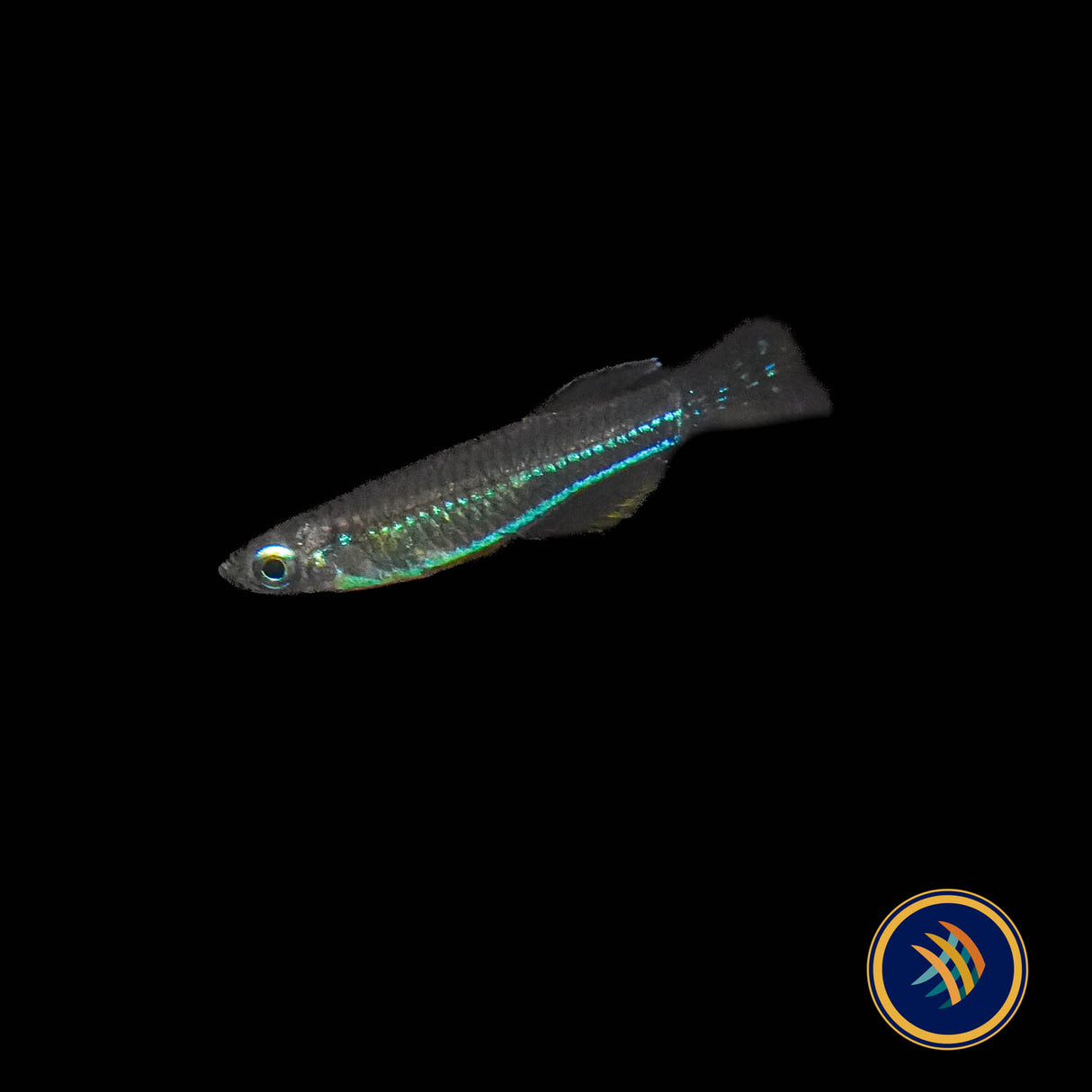 Neon Stripe Lampeye (poropanchax macrophthalmus) 2.5cm | Rainbowfish Killifish & Danios | Largest Tropical Fish Selection at Your Local Fish Store