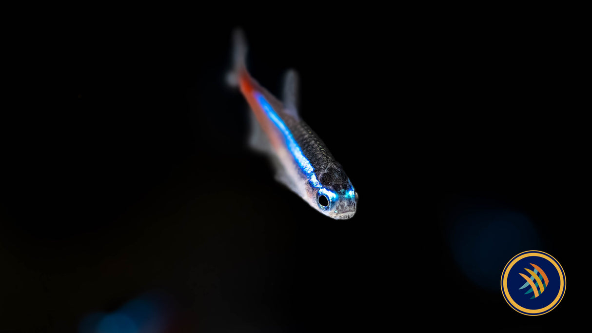 Neon Tetra (Paracheirodon innesi) 2.3-2.8cm | Tetras Rasboras & Pencilfish | Largest Tropical Fish Selection at Your Local Fish Store