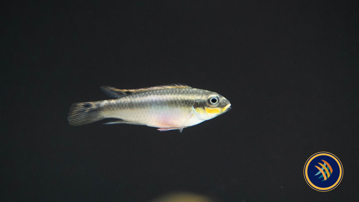 Nigerian Red Kribensis (Pelvicachromis taeniatus) Small (locally bred) | Cichlids Badis & Gouramis | Largest Tropical Fish Selection at Your Local Fish Store