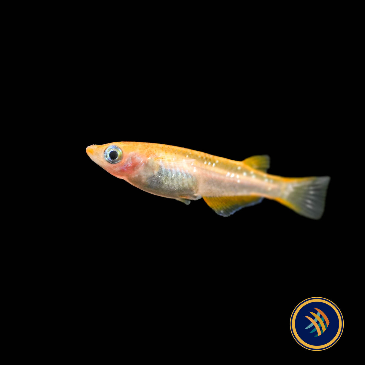 Nishiki Black & Yellow Medaka Rice Fish (Oryzias latipes)