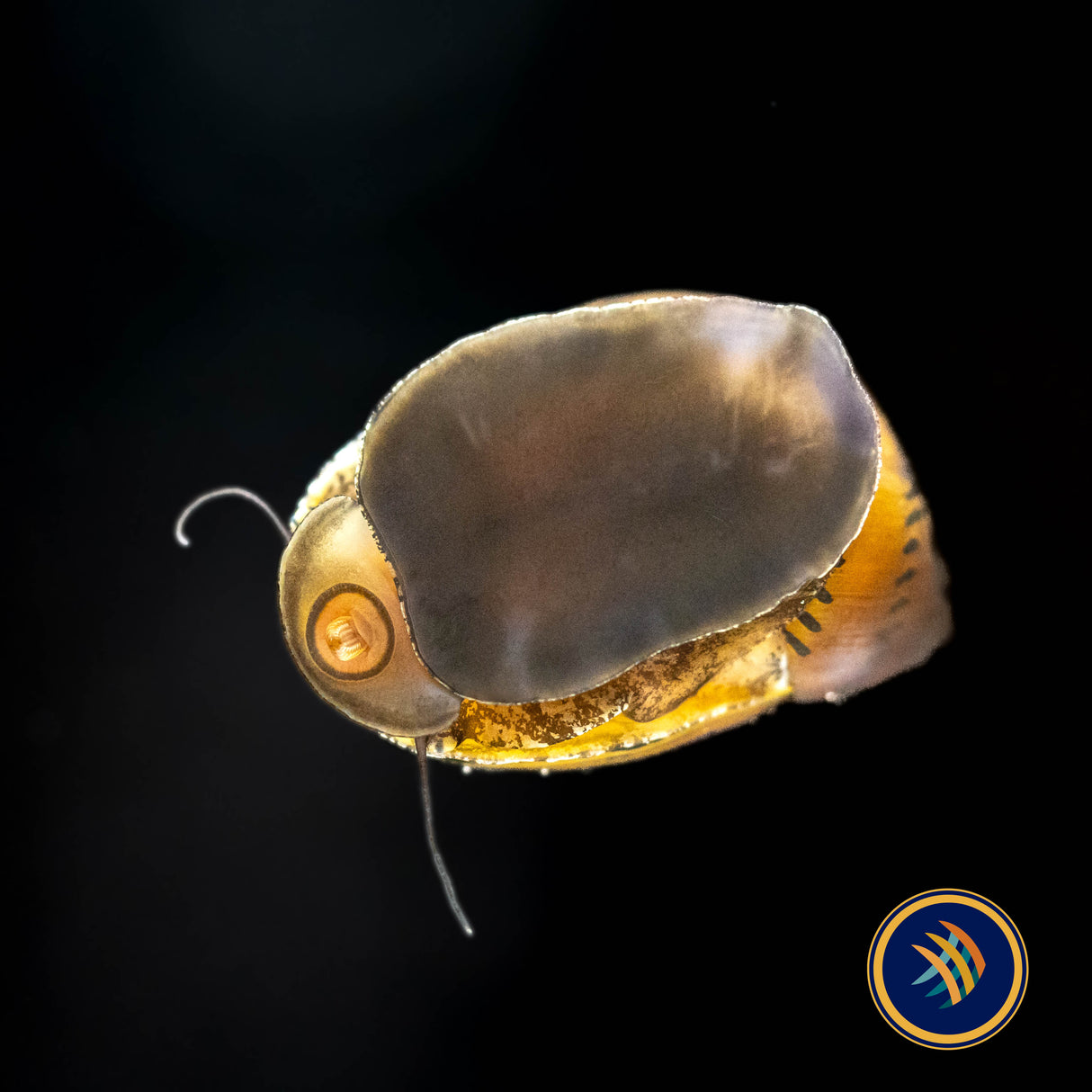 Onion Nerite Snail (Medium) Aquarium Glaser | Snails Shrimp Crayfish Crabs | Largest Tropical Fish Selection at Your Local Fish Store