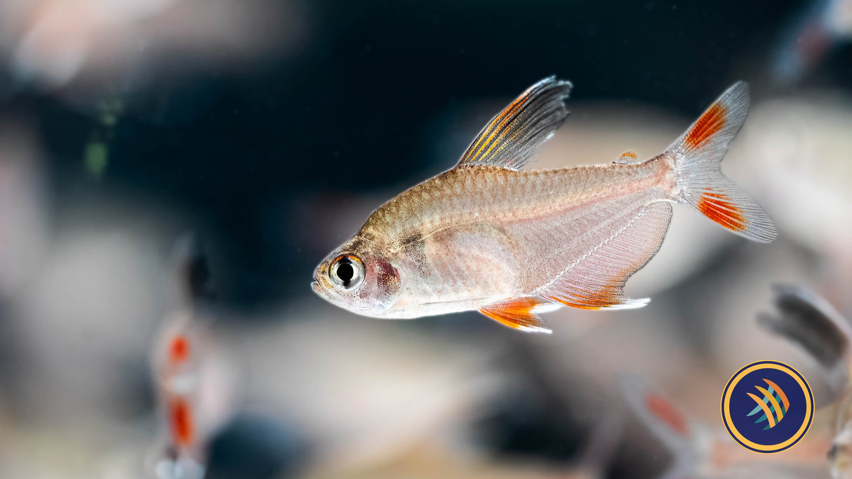 Ornate Tetra (Hyphessobrycon Robertsi) 2-4cm | Tetras Rasboras & Pencilfish | Largest Tropical Fish Selection at Your Local Fish Store