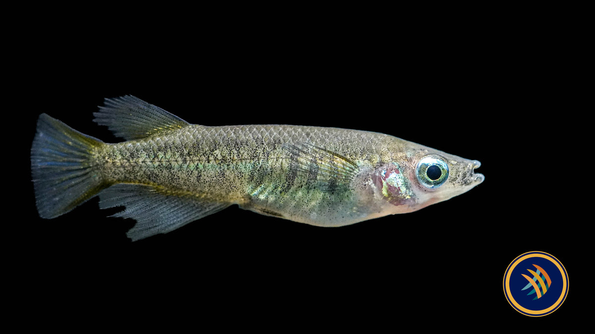 Oryzias eversi Rice Fish