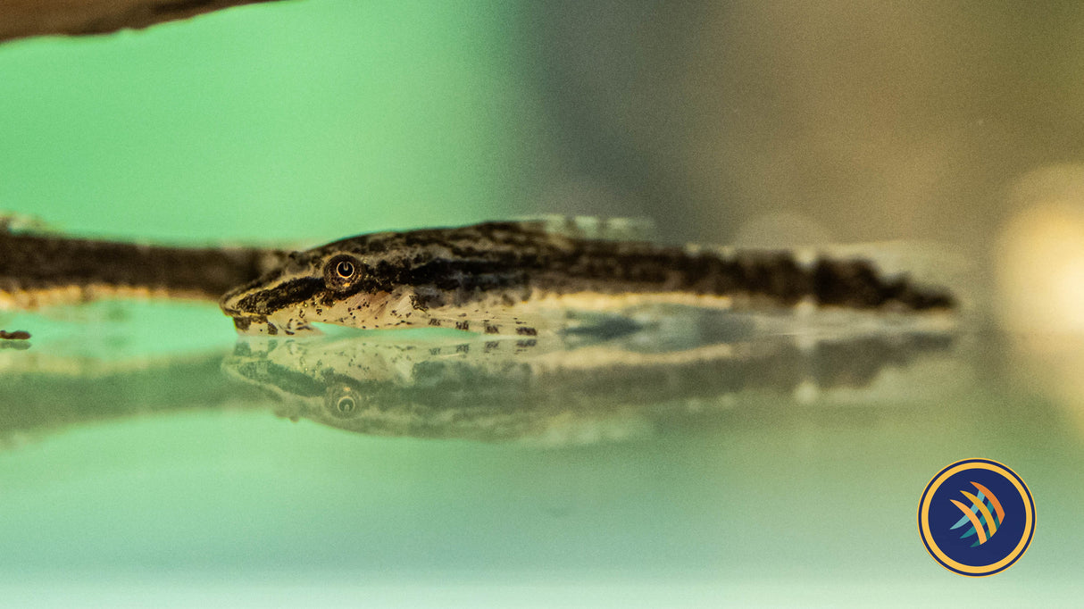 Otocinclus Negros (Otothyropsis piribebuy) Med-Large - Aquarium Glaser | Catfish Loaches & Plecos | Largest Tropical Fish Selection at Your Local Fish Store