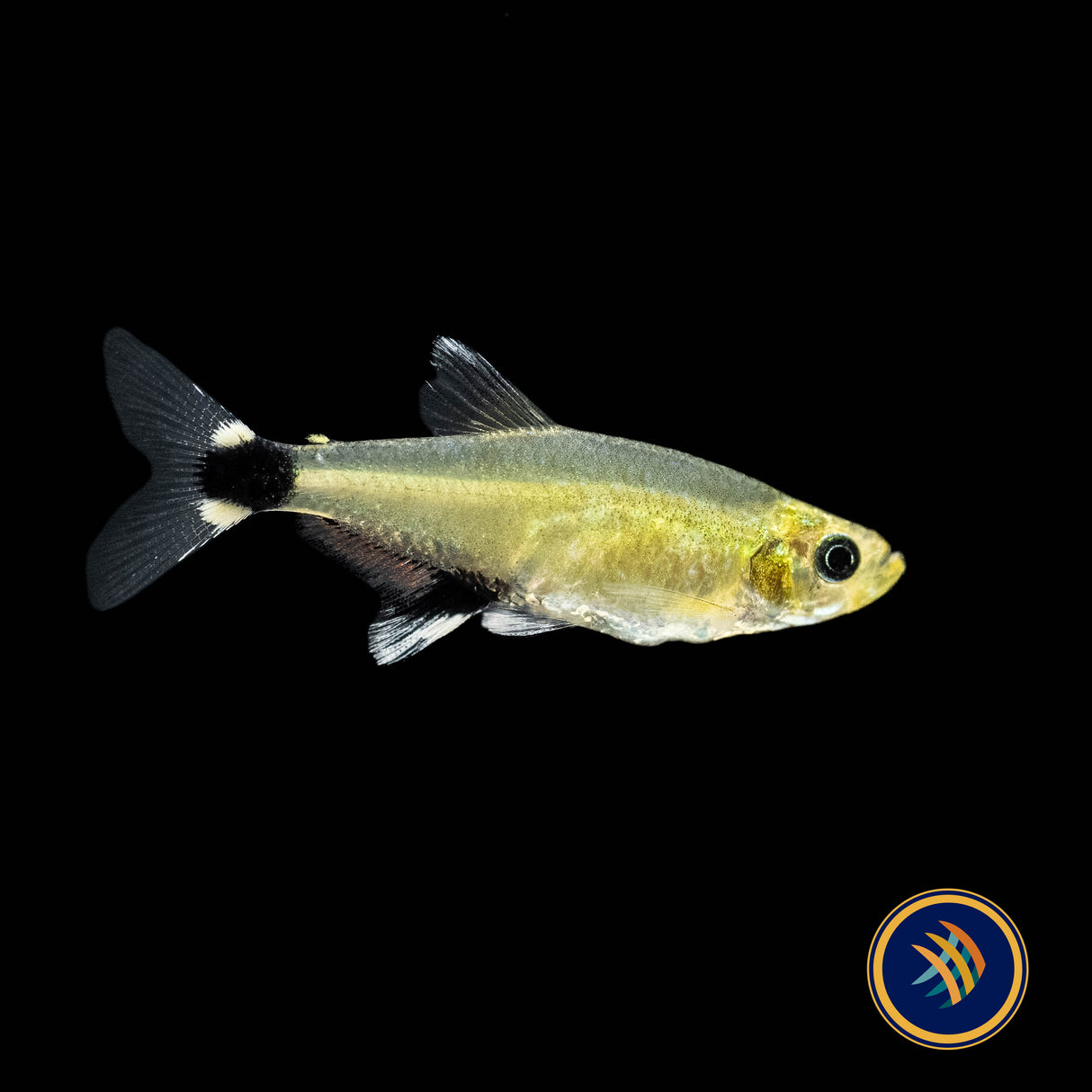 Panda Tetra (Aphyocharax paraguayensis) 2.5cm | Tetras Rasboras & Pencilfish | Largest Tropical Fish Selection at Your Local Fish Store