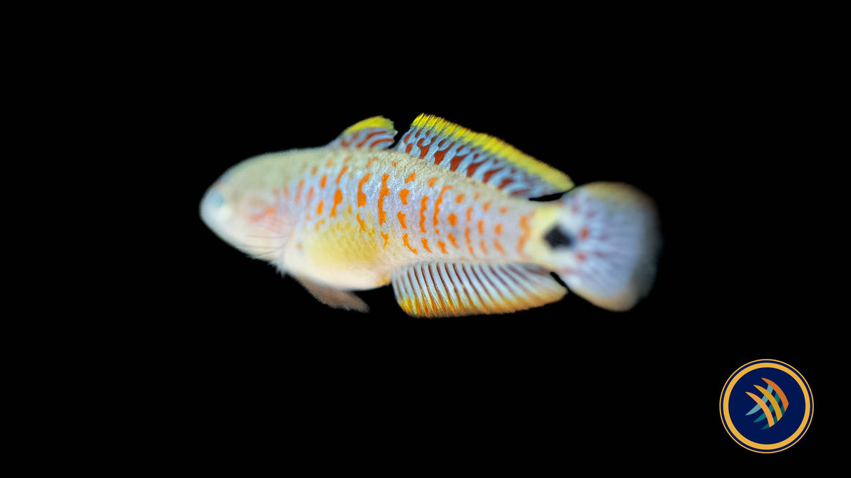 Peacock Gudgeon (Tateurndina ocellicauda) 3-4cm | Other Livestock | Largest Tropical Fish Selection at Your Local Fish Store