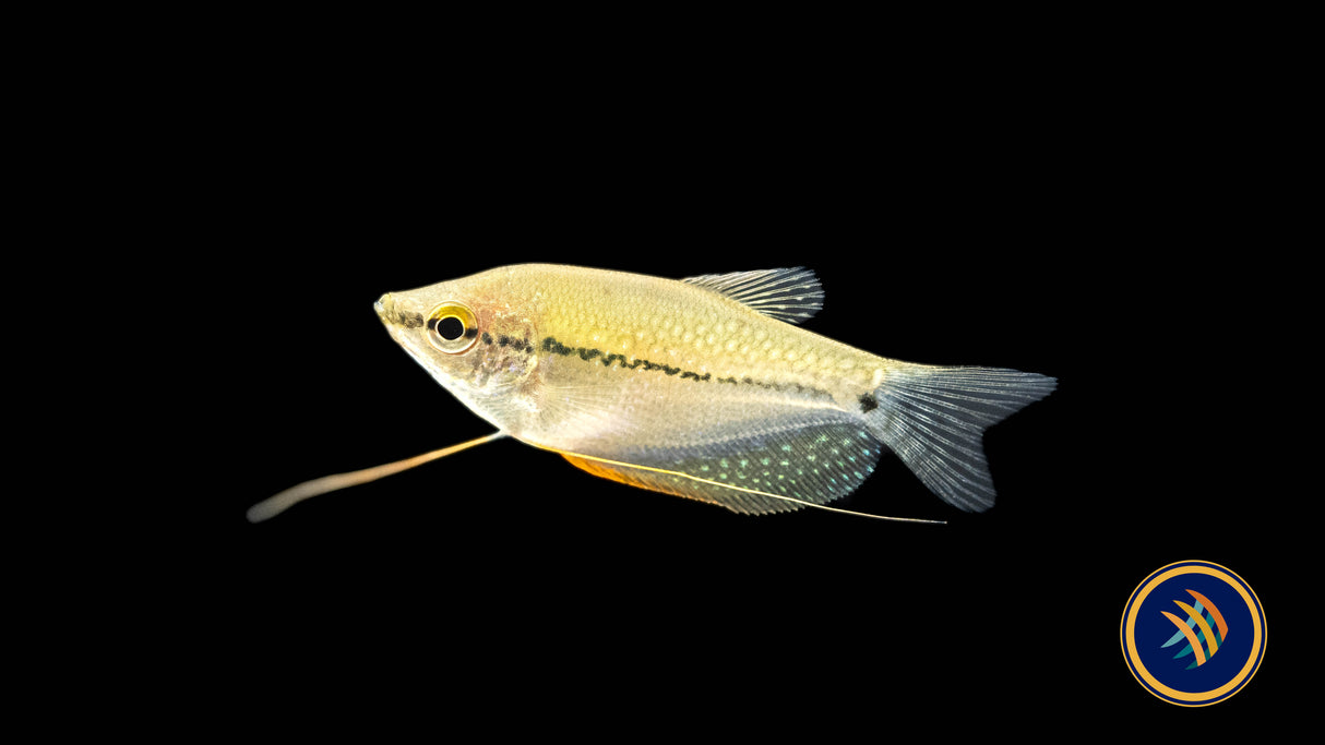 Pearl Gourami (Trichopodus leerii) | Cichlids Badis & Gouramis | Largest Tropical Fish Selection at Your Local Fish Store