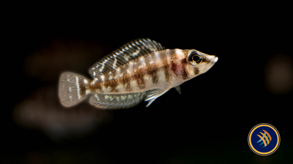 Pearly Lamprologus (lamprologus calvus) 3cm | Cichlids Badis & Gouramis | Largest Tropical Fish Selection at Your Local Fish Store