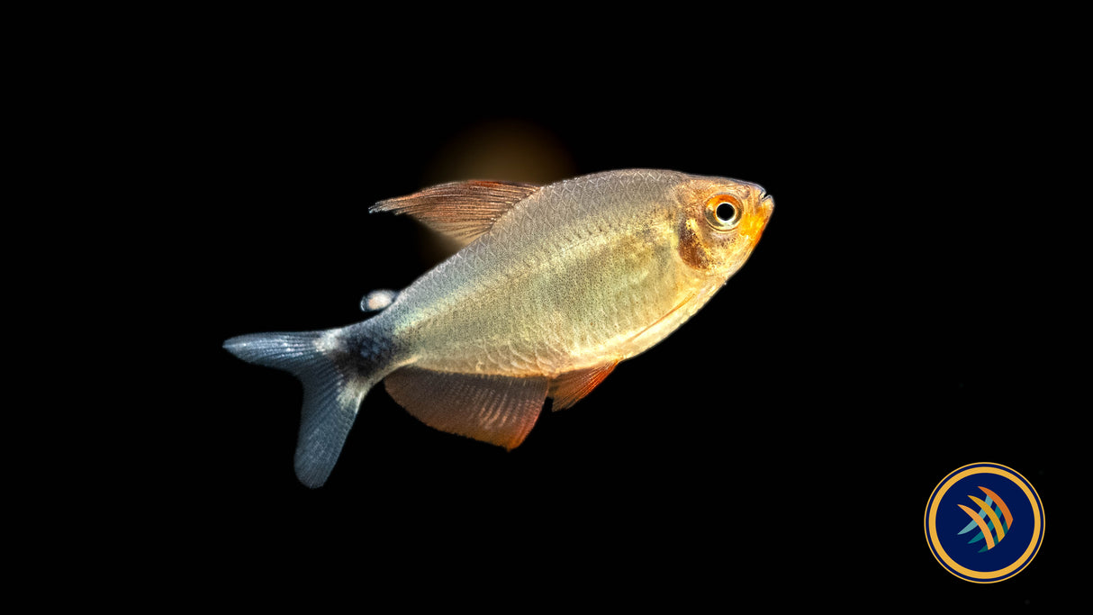 Peugeot Tetra (Hyphessobrycon peugeoti) Medium | Tetras Rasboras & Pencilfish | Largest Tropical Fish Selection at Your Local Fish Store