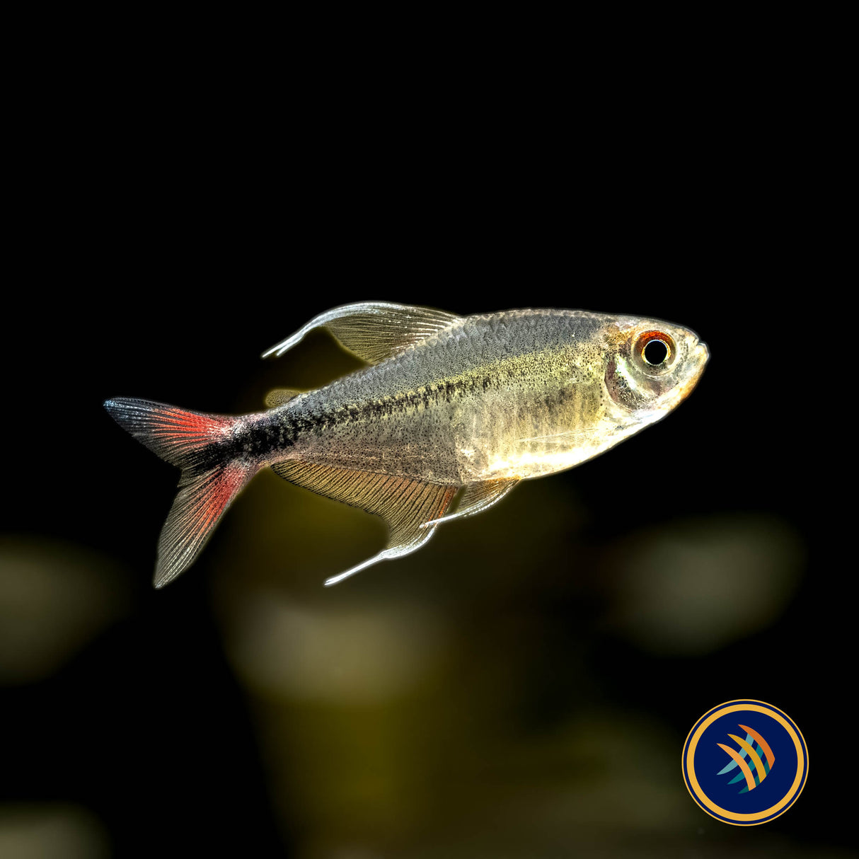 Phoenix Tetra (Hemigrammus filamentosus) 3cm | Tetras Rasboras & Pencilfish | Largest Tropical Fish Selection at Your Local Fish Store