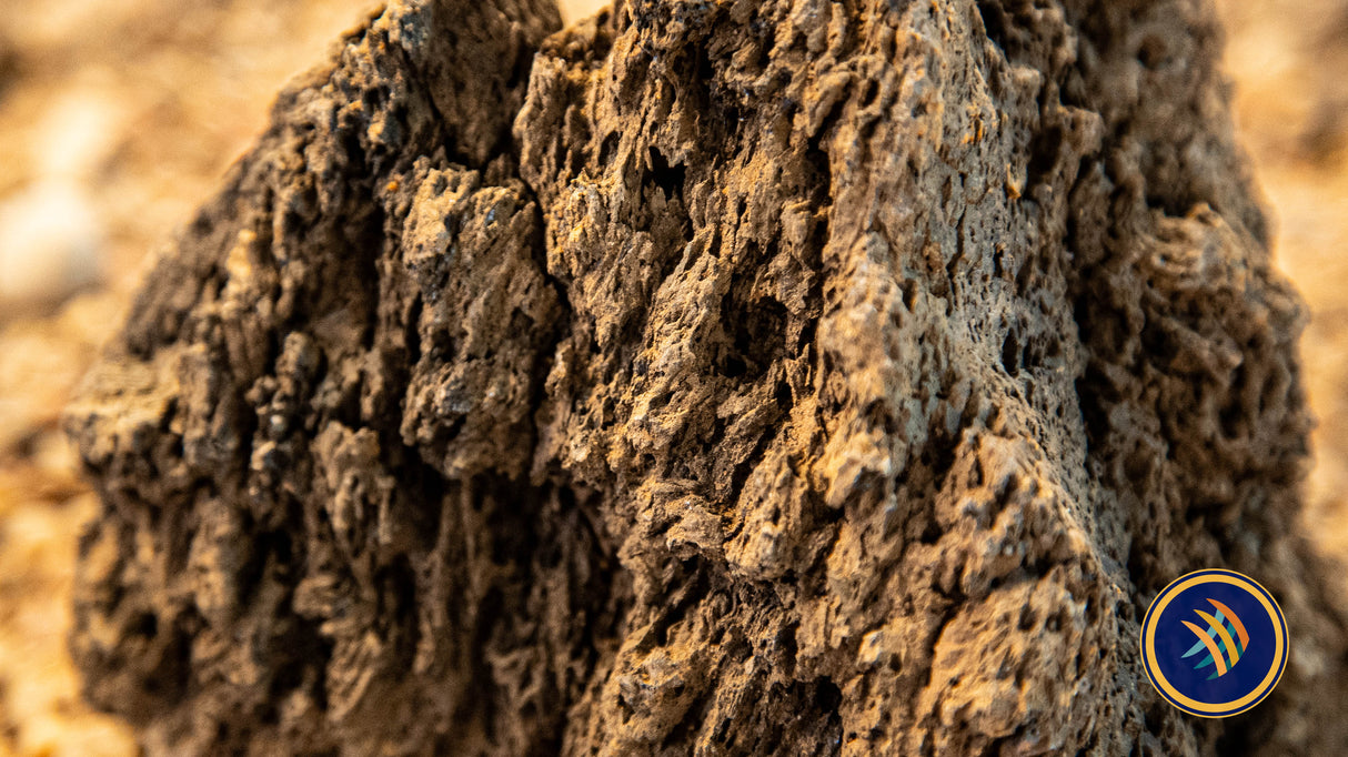 Pimple Stone / Rock per LB | Substrates & Hardscape | Largest Tropical Fish Selection at Your Local Fish Store