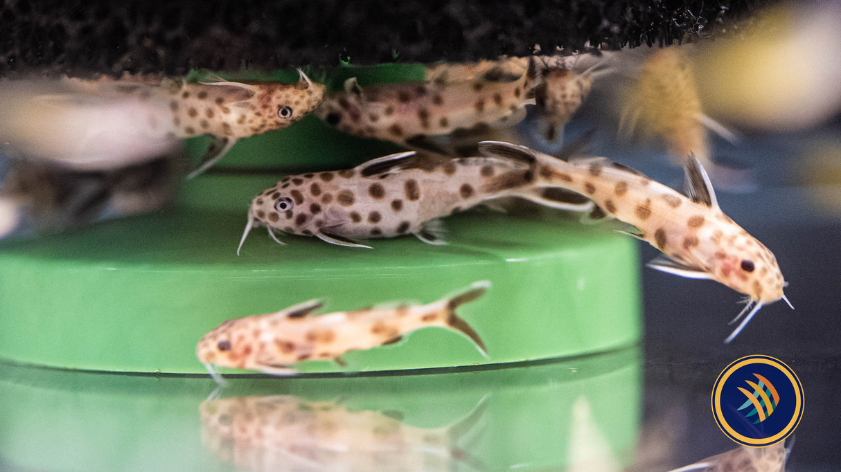 Pink Cuckoo Catfish/Synodontis Petricola 3cm | Catfish Loaches & Plecos | Largest Tropical Fish Selection at Your Local Fish Store