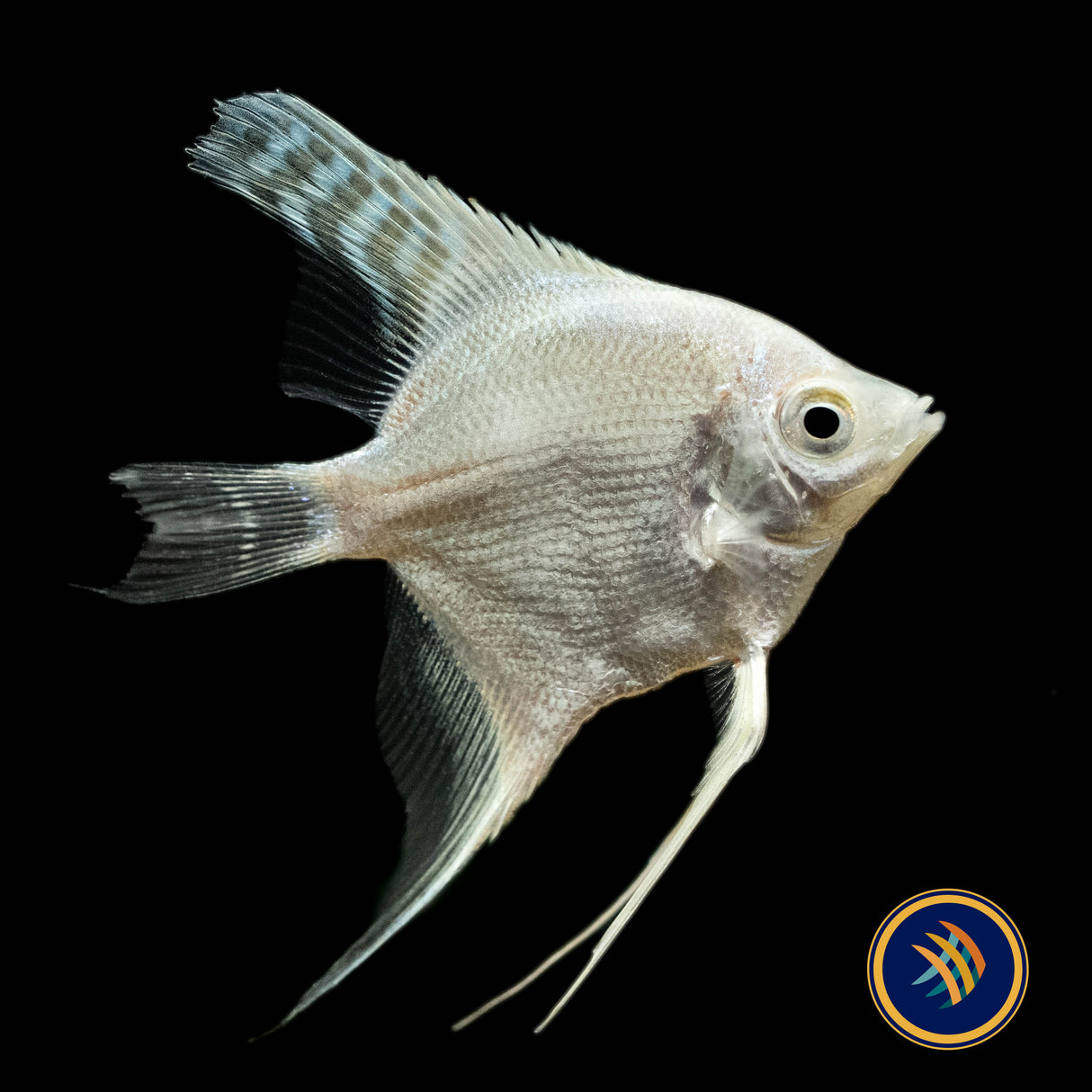 Platinum Angelfish (Pterophyllum scalare) | Cichlids Badis & Gouramis | Largest Tropical Fish Selection at Your Local Fish Store