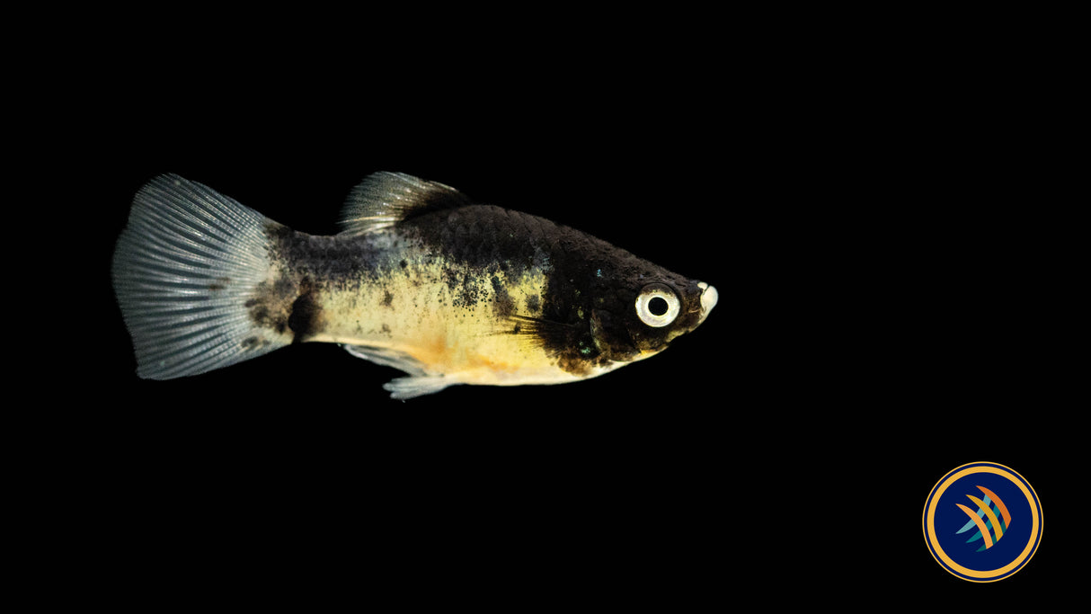 Premium Assorted High-Fin Platy | Livebearers | Largest Tropical Fish Selection at Your Local Fish Store