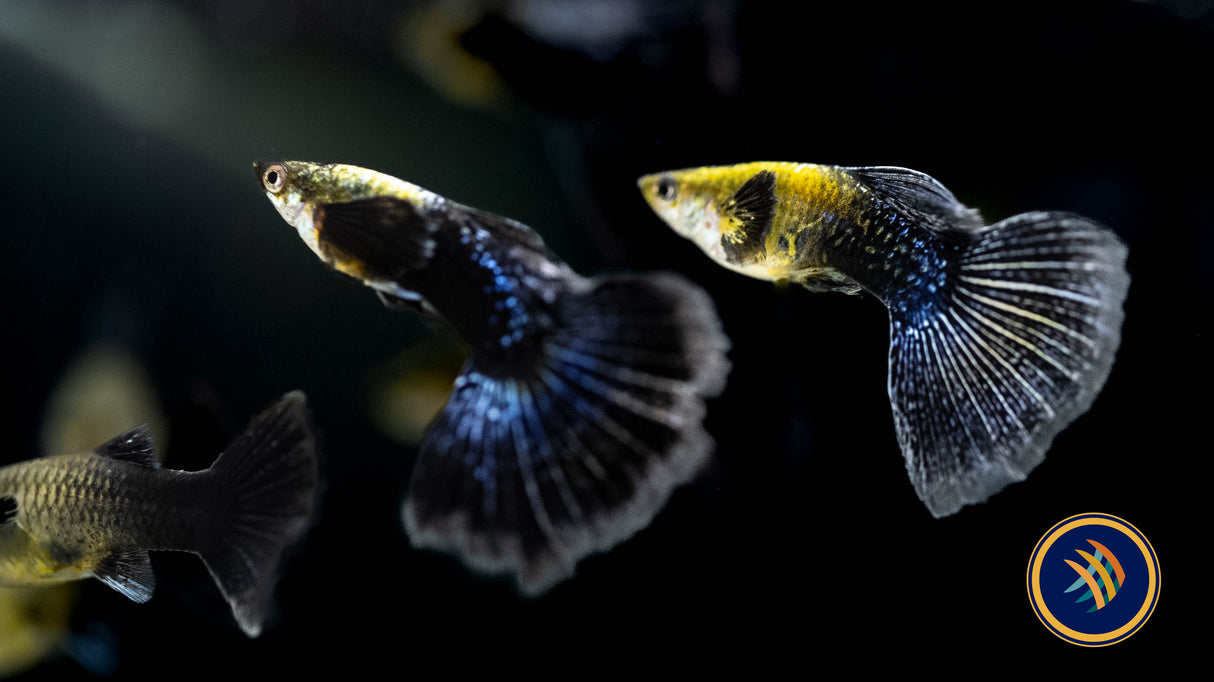 Fancy Guppy Pair Purple Blue Dragon | Livebearers | Largest Tropical Fish Selection at Your Local Fish Store