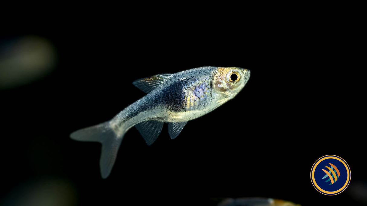 Purple Harlequin Rasbora (Trigonostigma heteromorpha) | Tetras Rasboras & Pencilfish | Largest Tropical Fish Selection at Your Local Fish Store