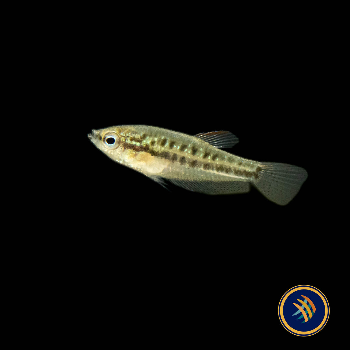 Pygmy Sparkling Gourami (Trichopsis pumila) Large | Cichlids Badis & Gouramis | Largest Tropical Fish Selection at Your Local Fish Store