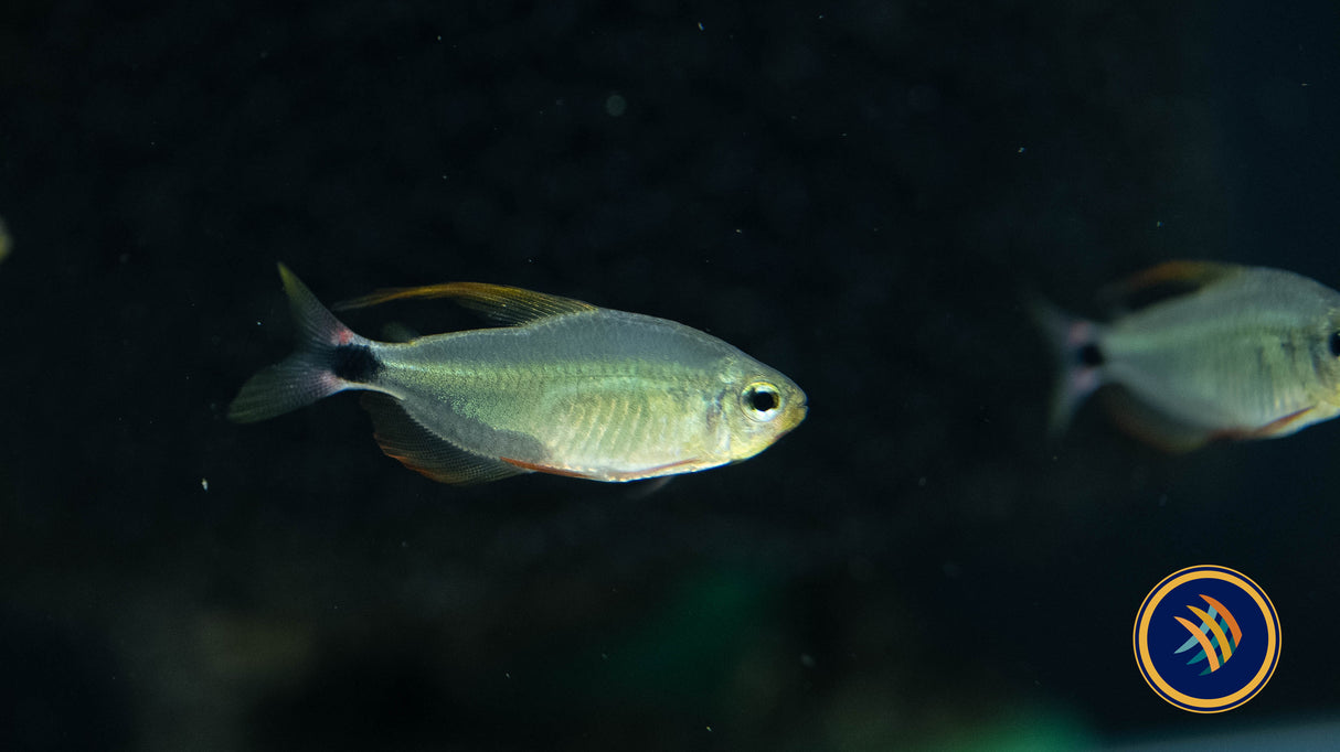 Racoon Tetra (Hyphessobrycon Procyon) 3cm Aquarium Glaser | Tetras Rasboras & Pencilfish | Largest Tropical Fish Selection at Your Local Fish Store
