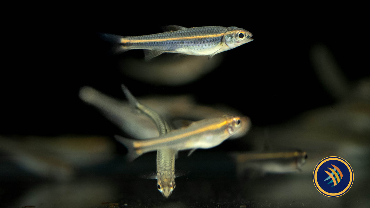 Rainbow Shiner (Notropis chrosomus) 3.5cm | Goldfish Barbs & Minnows | Largest Tropical Fish Selection at Your Local Fish Store