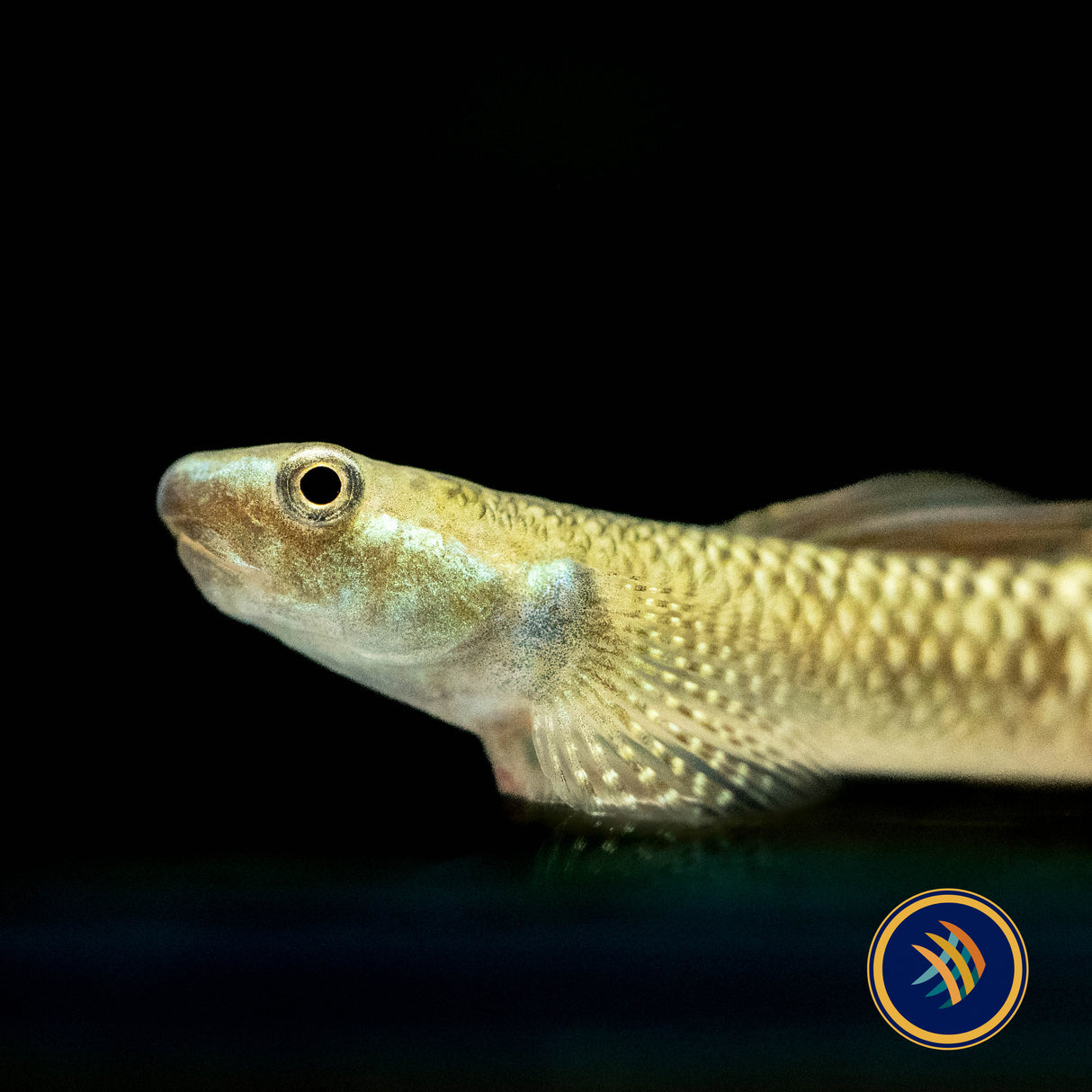 Rainbow Goby (Stiphodon ornatus) 3-4cm | Other Livestock | Largest Tropical Fish Selection at Your Local Fish Store