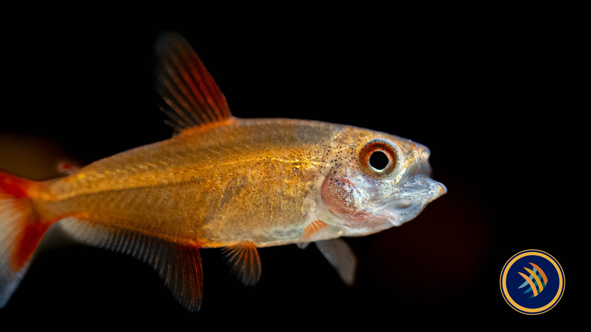 Muzel Red Cherry Tetra (Hyphessobrycon sp. "Muzel") 1-2cm | Tetras Rasboras & Pencilfish | Largest Tropical Fish Selection at Your Local Fish Store