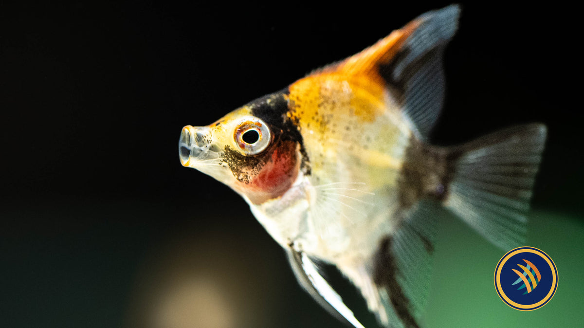 Red Devil Angelfish (3-4 cm) (Premium Grade) | Cichlids Badis & Gouramis | Largest Tropical Fish Selection at Your Local Fish Store