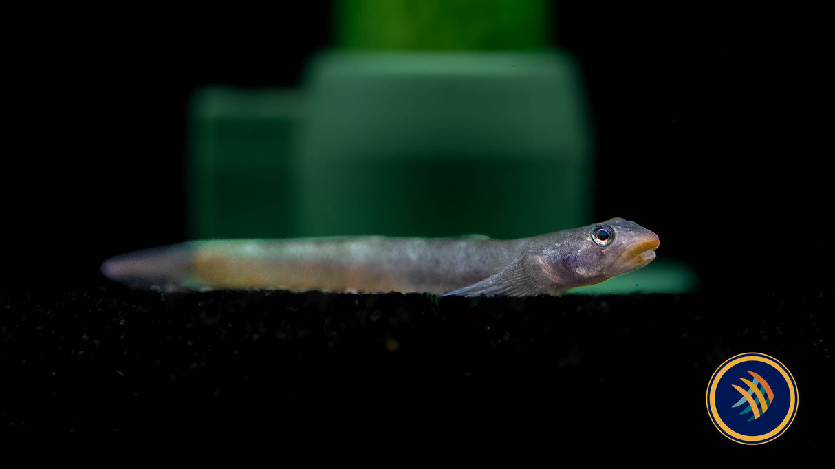Red Lipstick Goby (Sicyopus Rubicundus) | Other Livestock | Largest Tropical Fish Selection at Your Local Fish Store