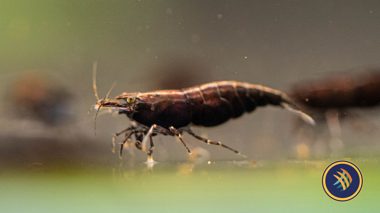 Red Onyx Shrimp | Snails Shrimp Crayfish Crabs | Largest Tropical Fish Selection at Your Local Fish Store