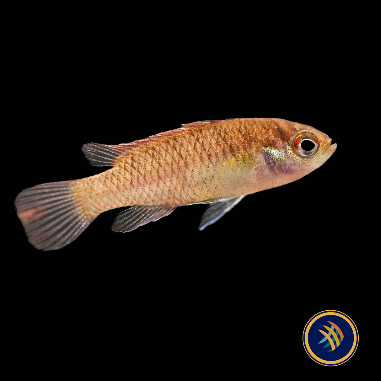 Red Melon Dario (Dario hysginon)