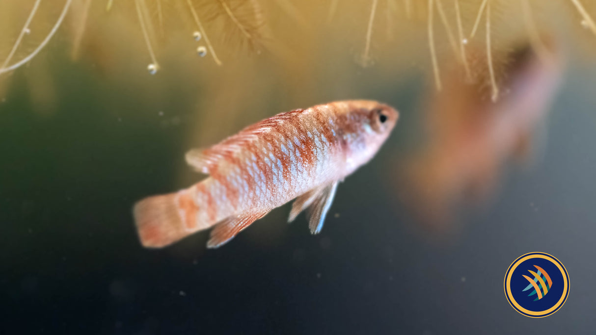 Red Scarlet Badis (Dario dario) | Cichlids Badis & Gouramis | Largest Tropical Fish Selection at Your Local Fish Store