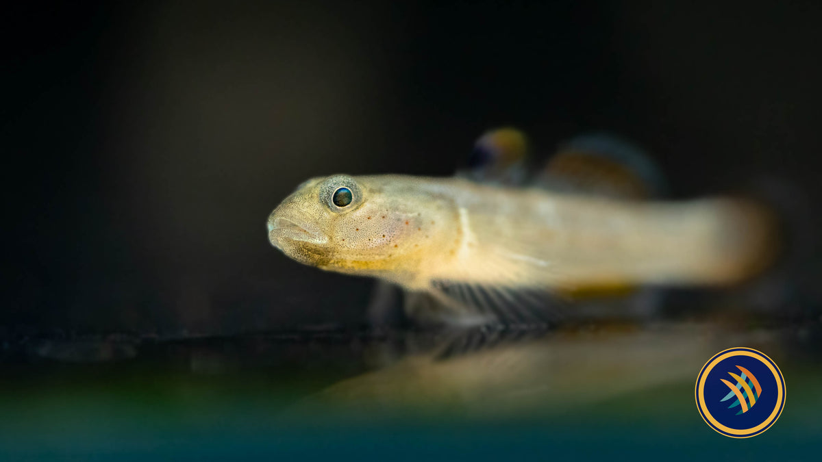 Red-Spotted Goby (Rhinogobius rubromaculatus) 3-5cm | Other Livestock | Largest Tropical Fish Selection at Your Local Fish Store
