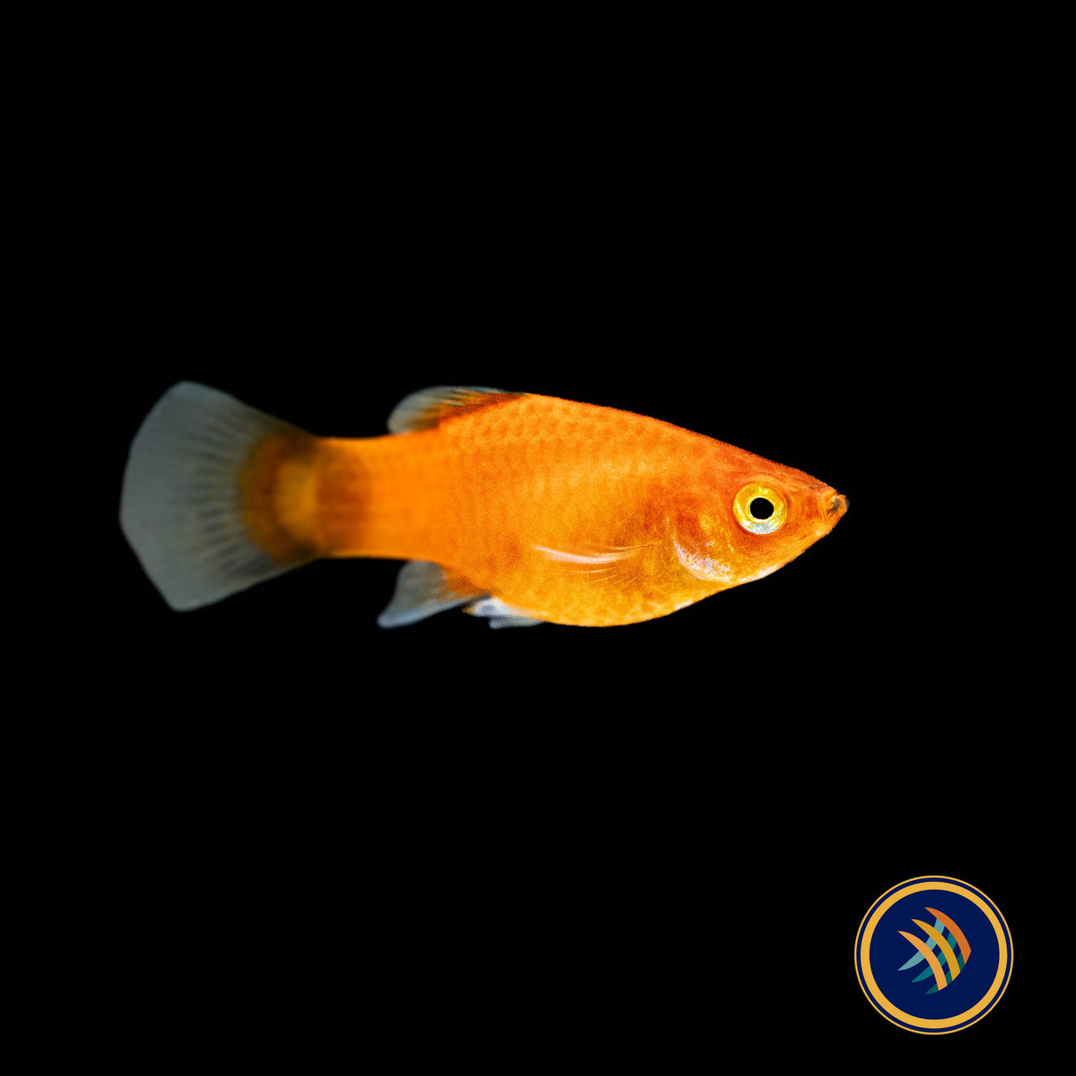 Red Wagtail Platy (Xiphophorus maculatus) | Livebearers | Largest Tropical Fish Selection at Your Local Fish Store