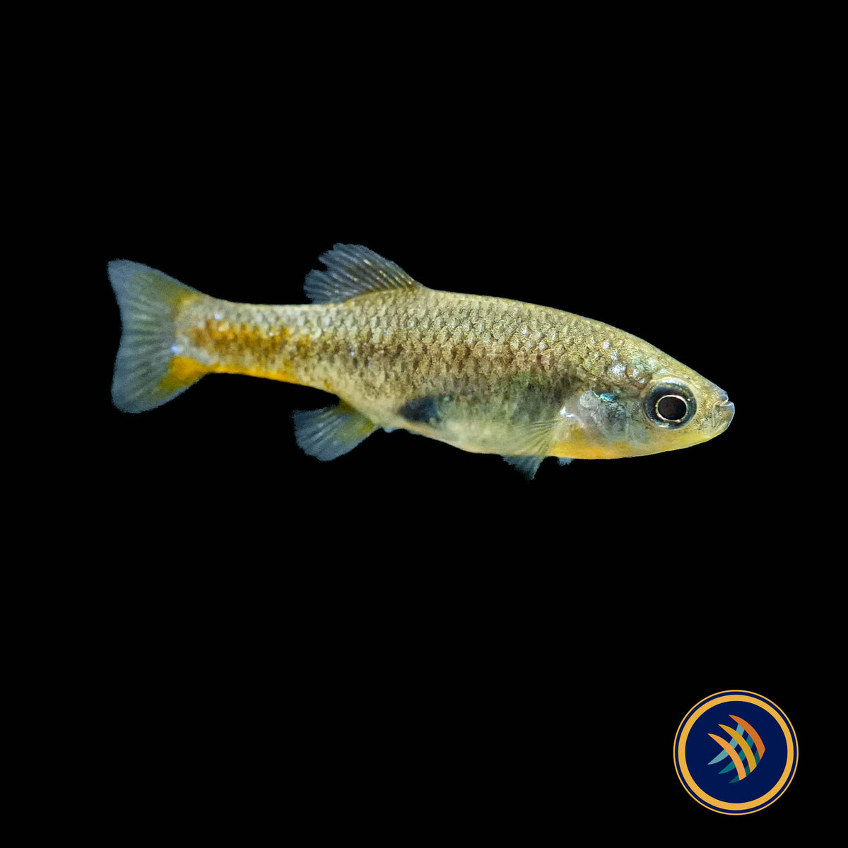 Redtail Goodied (Xenotoca eiseni)