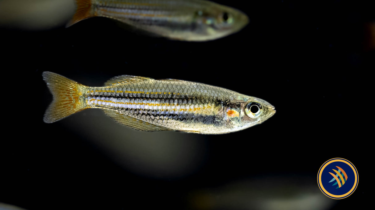 Redfin Dwarf Rainbowfish (Melanotaenia maccullochi) 2.5-3cm | Rainbowfish Killifish & Danios | Largest Tropical Fish Selection at Your Local Fish Store