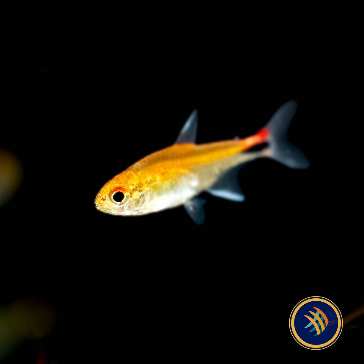 Ruby Tetra (Axelrodia Riesei) Med - Large (Aquarium Glaser) | Tetras Rasboras & Pencilfish | Largest Tropical Fish Selection at Your Local Fish Store