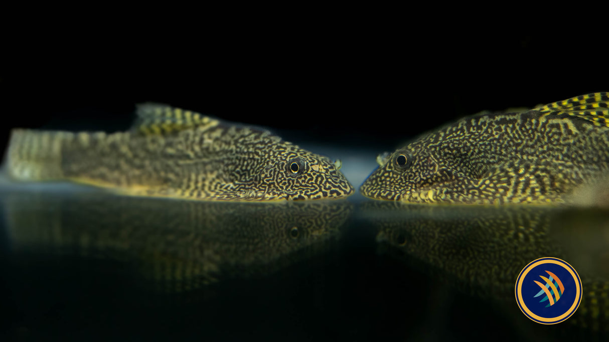 Hillstream Loach (Breviventralis SEW04) | Catfish Loaches & Plecos | Largest Tropical Fish Selection at Your Local Fish Store