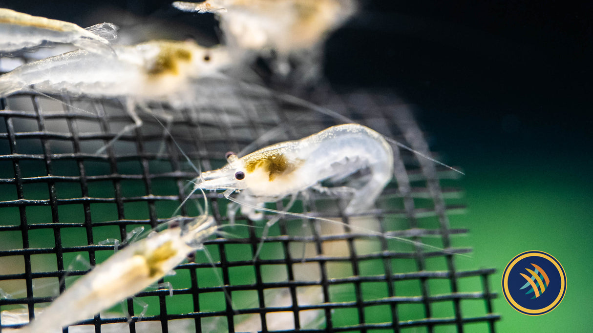 Snowball Shrimp Neocaridina davidi var. "Snowball | Snails Shrimp Crayfish Crabs | Largest Tropical Fish Selection at Your Local Fish Store