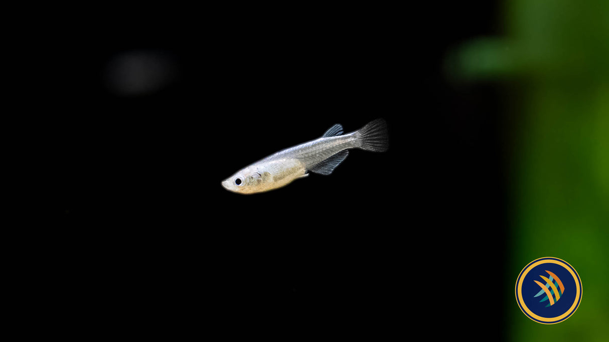Sparkled Blue Medaka Rice Fish (oryzias latipes) Aquarium Glaser | Other Livestock | Largest Tropical Fish Selection at Your Local Fish Store