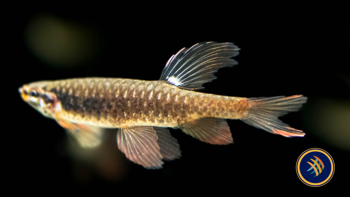 Splash Tetra (Copeina Arnoldi) Large /X Large (Aquarium Glaser) | Tetras Rasboras & Pencilfish | Largest Tropical Fish Selection at Your Local Fish Store