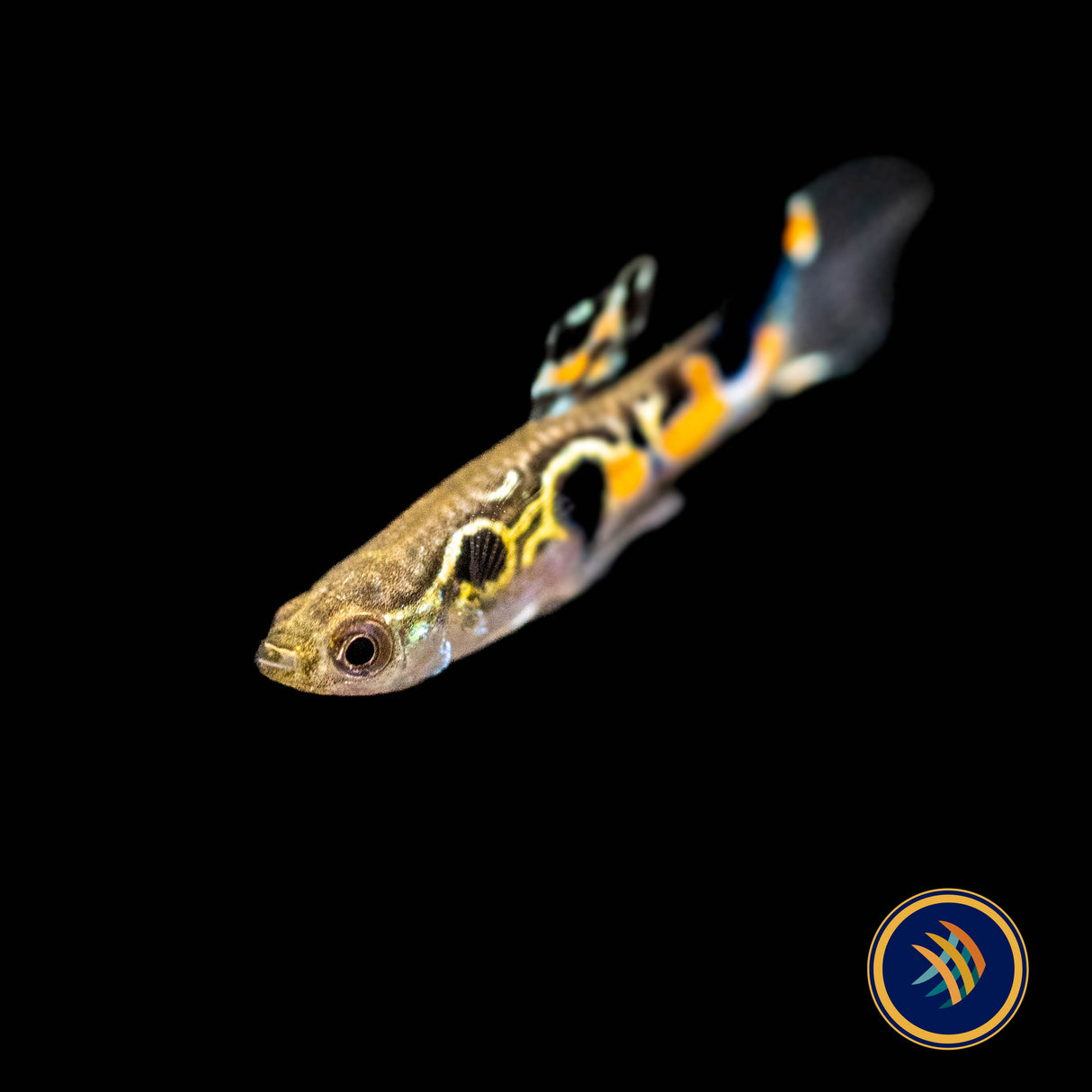 Staeck Endler Pair | Livebearers | Largest Tropical Fish Selection at Your Local Fish Store