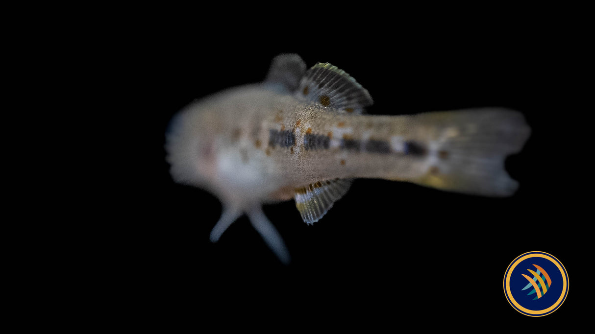 Sunburst Gugeon (Hypeseleotris Cyprinoides) 3-4cm | Other Livestock | Largest Tropical Fish Selection at Your Local Fish Store