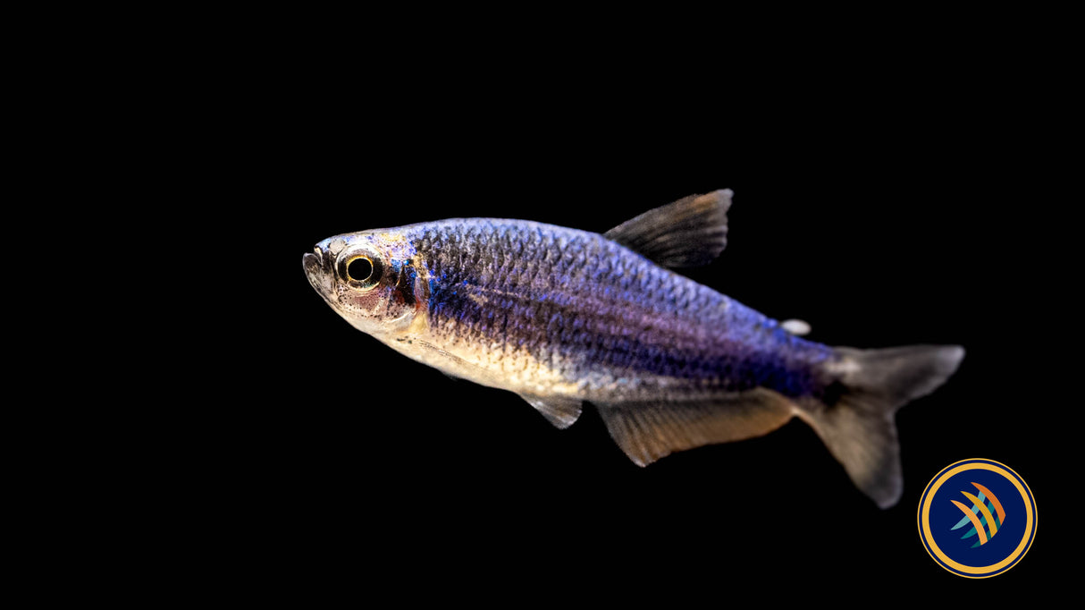 Super Blue Kerri Tetra (Inpaichthys kerri) Medium /Large (Aquarium Glaser) | Tetras Rasboras & Pencilfish | Largest Tropical Fish Selection at Your Local Fish Store