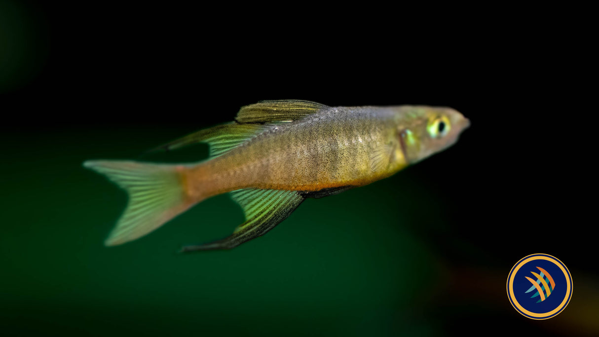 Threadfin / Featherfin Rainbowfish (Iriatherina werneri) 2.7 - 3cm | Rainbowfish Killifish & Danios | Largest Tropical Fish Selection at Your Local Fish Store